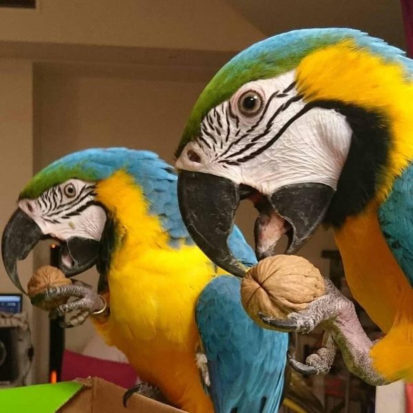 Blue and Gold Macaw for sale ( 700$ Per Bird)