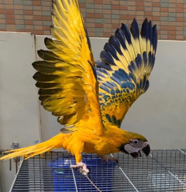 Opaline Macaw (Hybrid ) for sale - Image 2