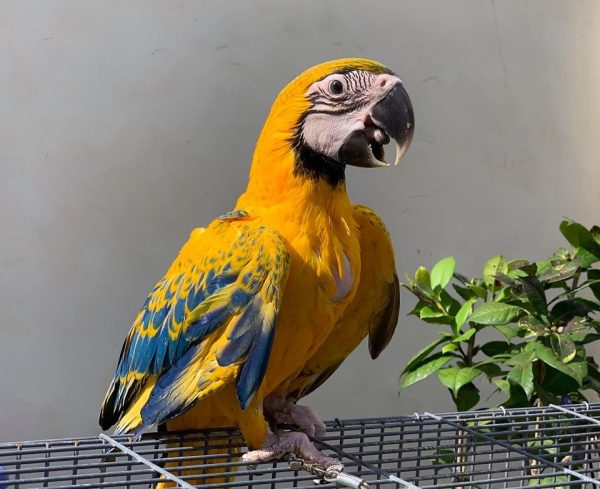 Opaline Macaw (Hybrid ) for sale - Image 4
