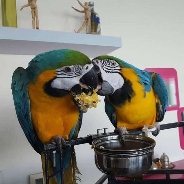 Blue and Gold Macaw for sale ( 700$ Per Bird) - Image 3