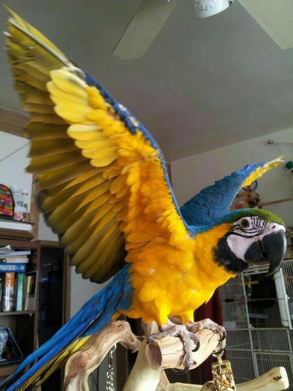 Blue And Gold Macaw Parrot for Sale