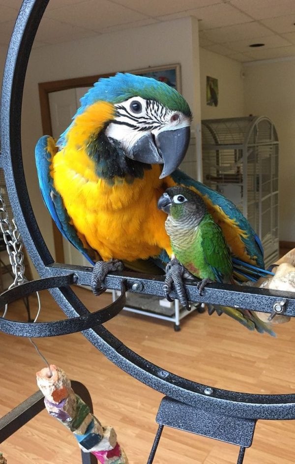 Blue And Gold Macaw Parrot for Sale - Image 3