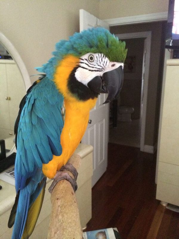 Blue And Gold Macaw Parrot for Sale - Image 4