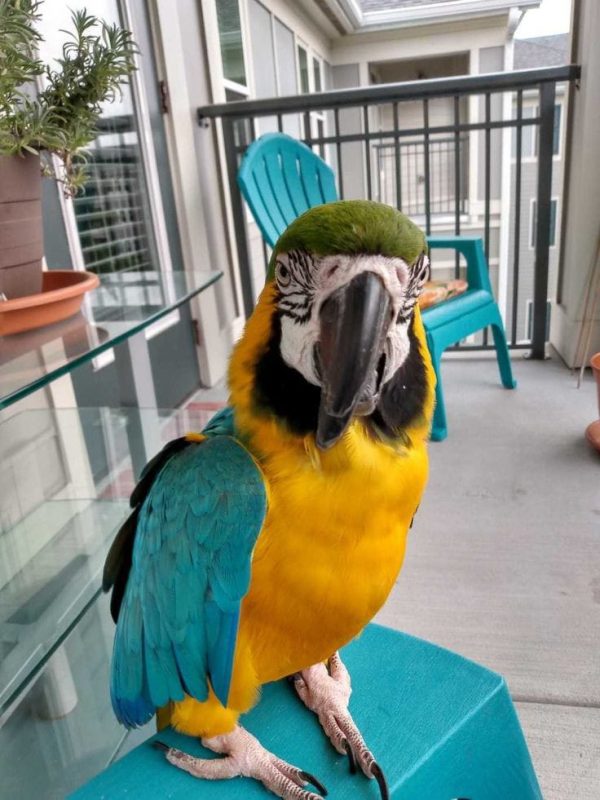 Blue And Gold Macaw Parrot for Sale - Image 5