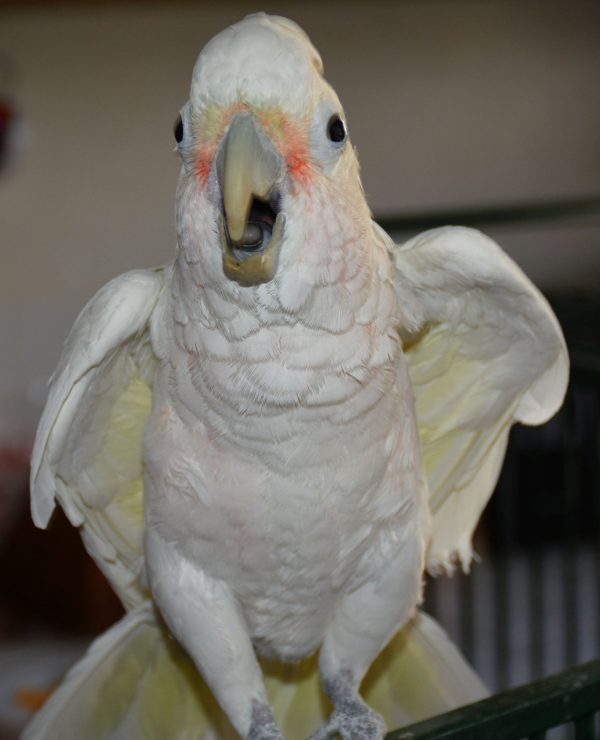 Hand Tamed Moluccan Cockatoo For Sale