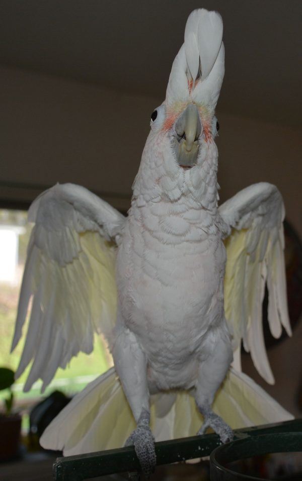 Hand Tamed Moluccan Cockatoo For Sale - Image 2